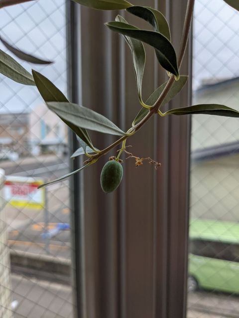 お店の入り口のオリーブの木に実がなりました?