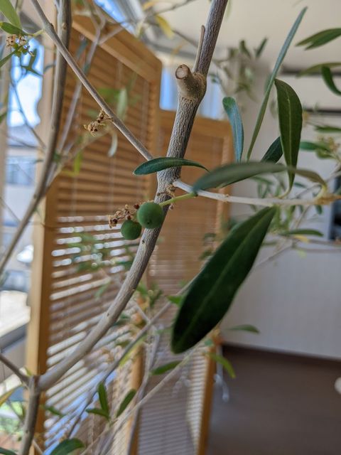 今年もオリーブが実を付けてくれました♪