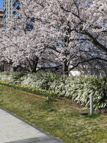 やすらぎ提の桜咲きました！
