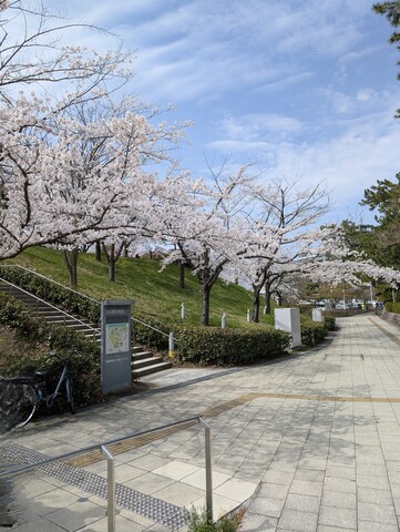 今年の桜です♪